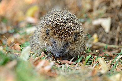 《魔戒：咕噜》发行商宣布不再与Sweet Baby合作